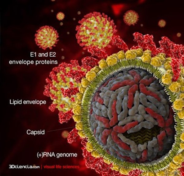 HCV real time PCR kits